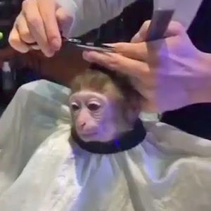 Meet your Posher, Lentgoblin320